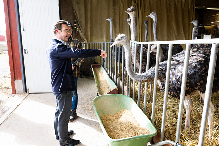 Statsminister Ulf Kristersson besöker ett brygghus och en strutsfarm i Borlänge.