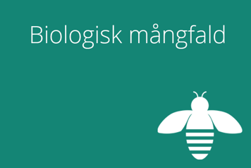 Illustrationen föreställer ett vitt bi på en grön bakgrund.