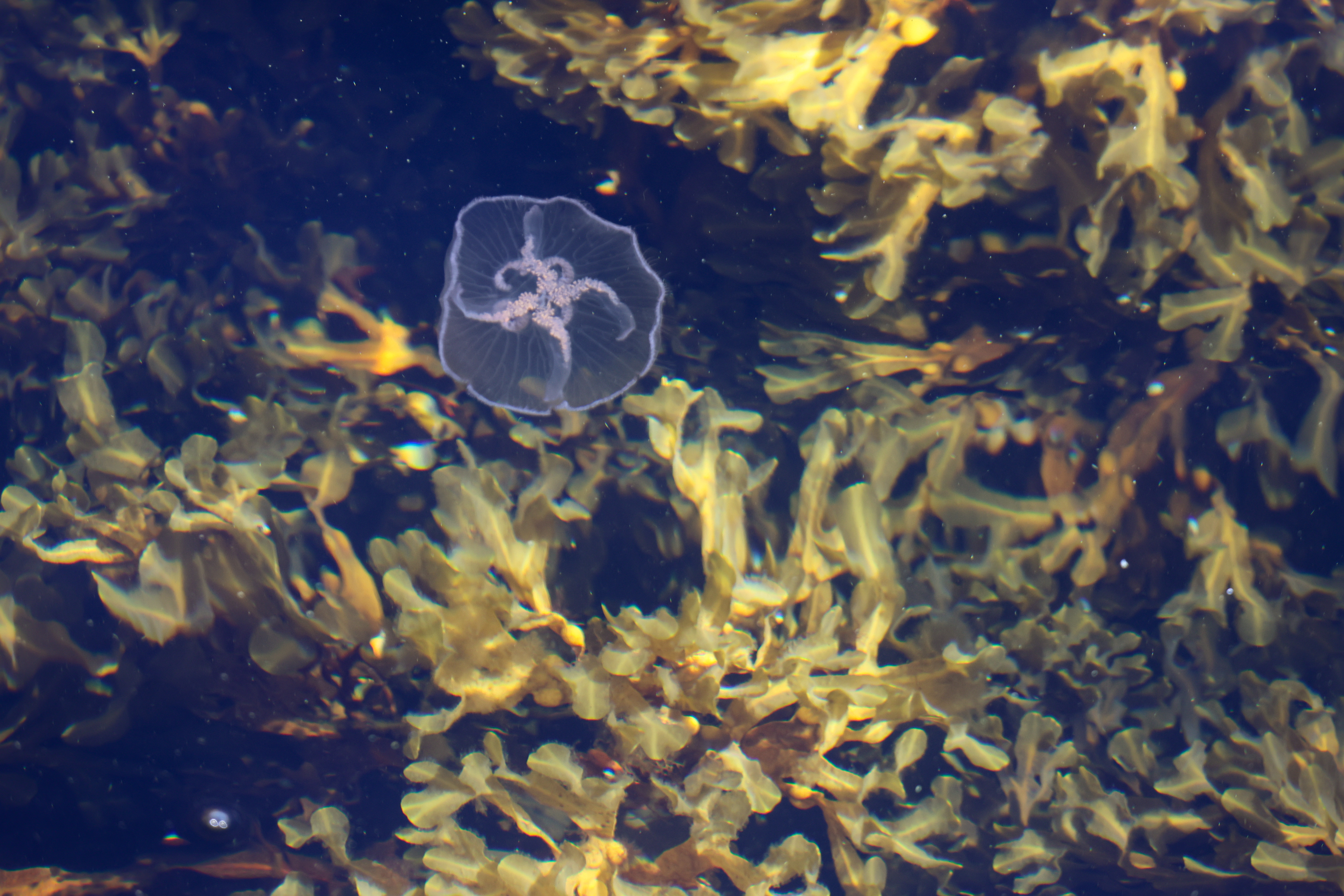 En bild på en manet bland tång i vattnet.